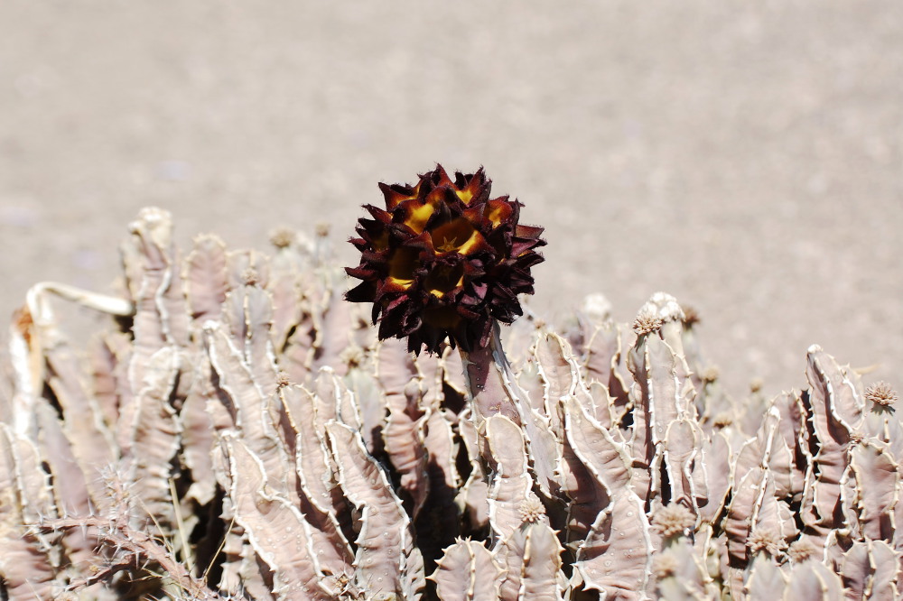 Caralluma speciosa (Apocynaceae)  -  Tanzania